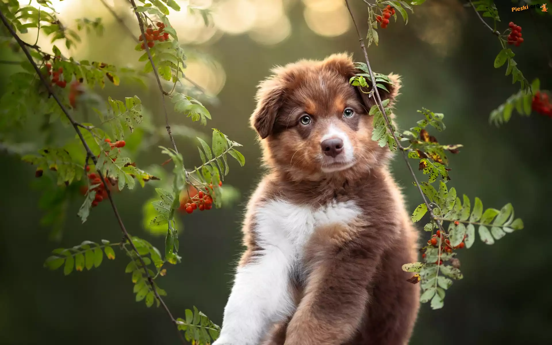 Listki, Szczeniak, Owczarek australijski, Pies, Jarzębina, Gałązki