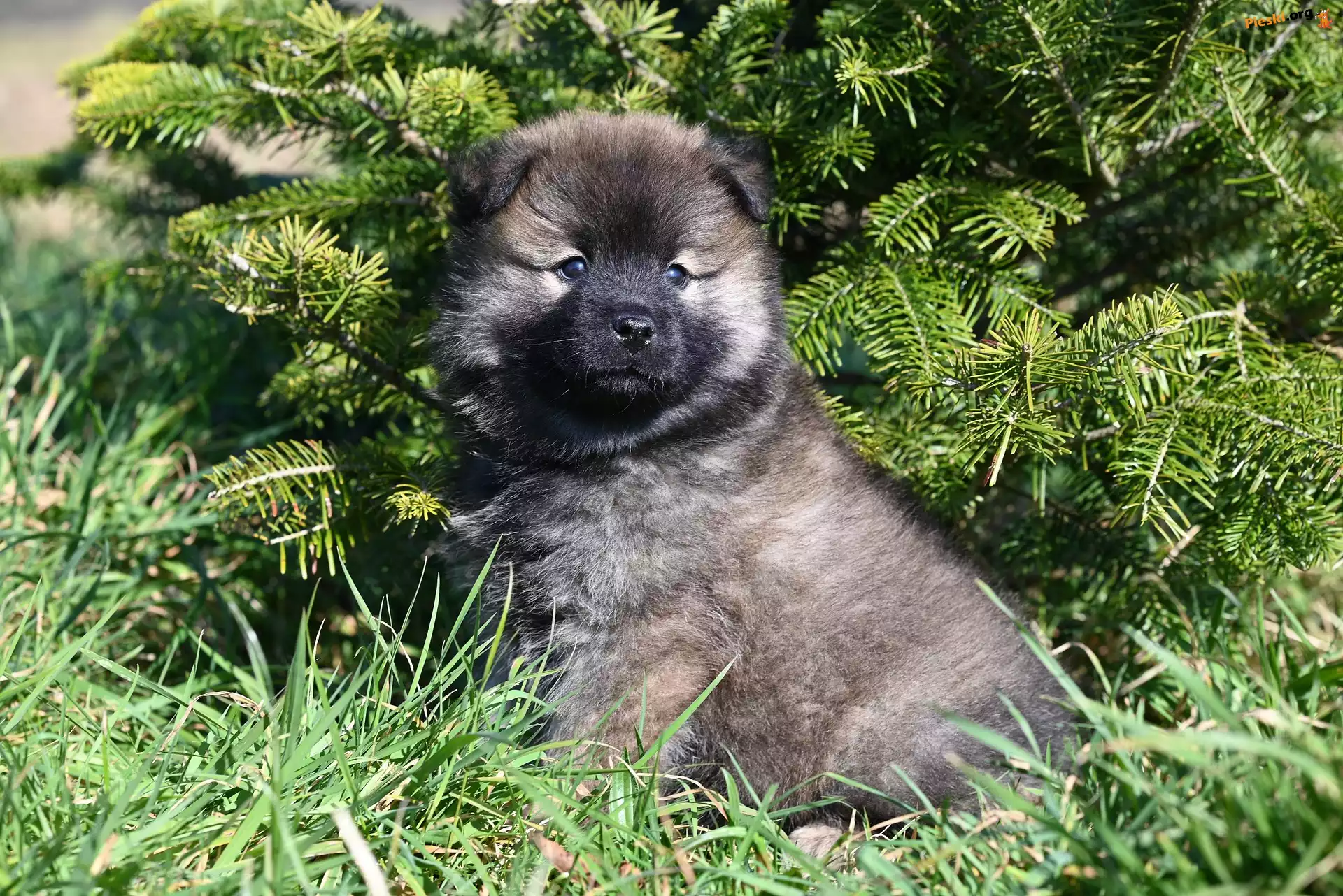 Szpic eurasier, Pies, Szczeniak