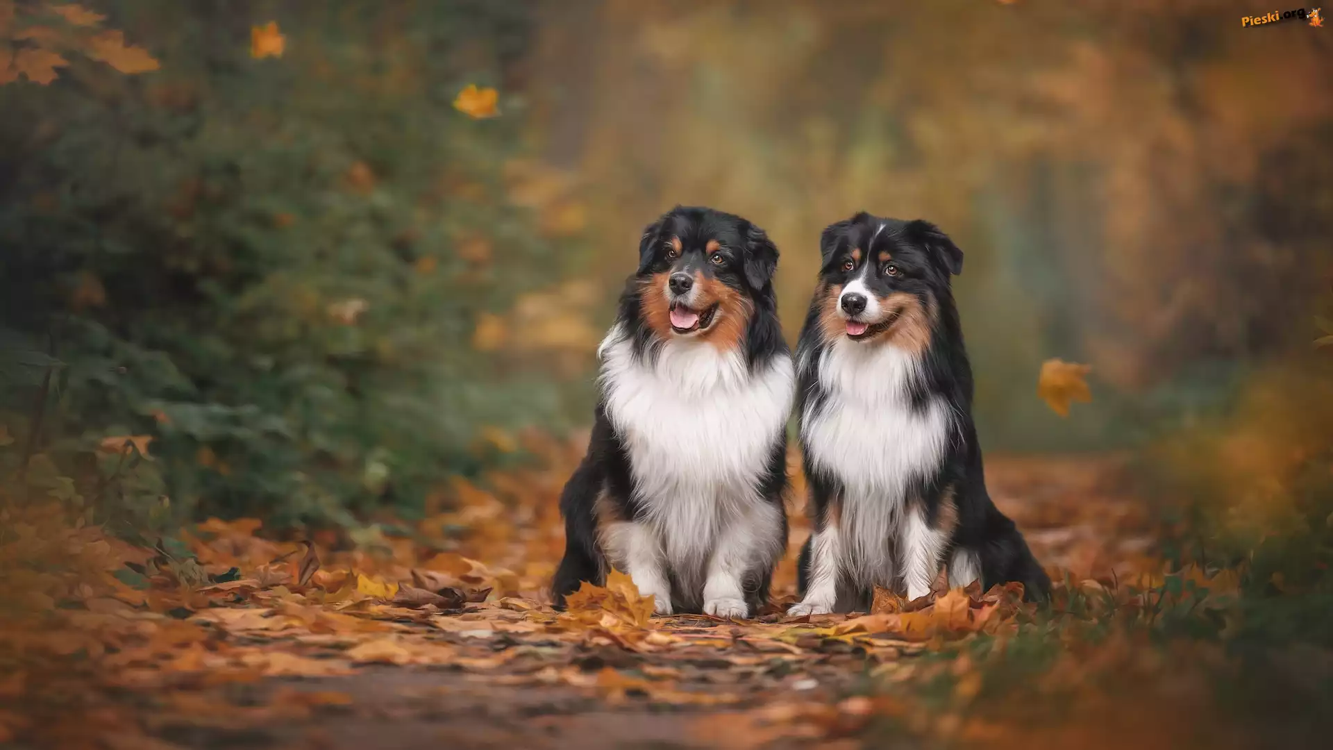 Owczarki australijskie, Suche, Psy, Liście, Dwa