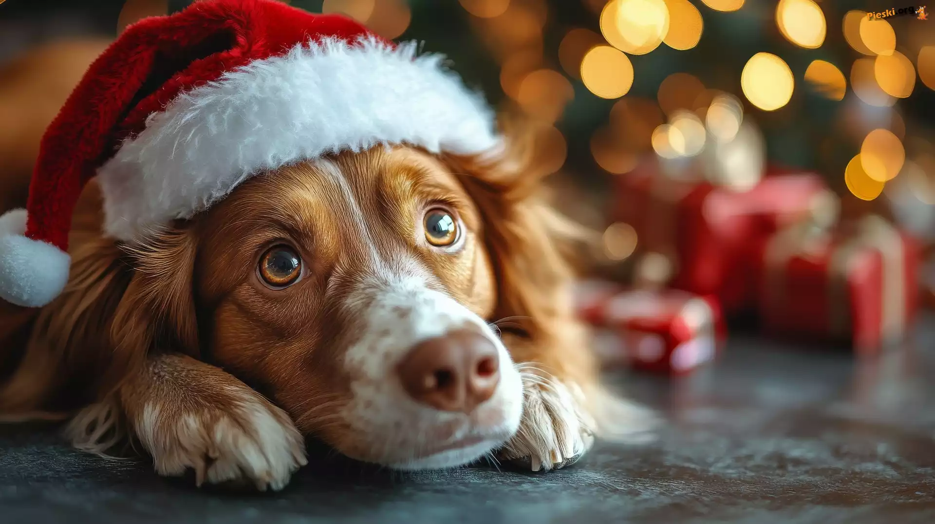 Czapka, Prezenty, Pies, Mikołaja, Springer spaniel walijski