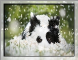 Biało-czarny, Border collie