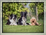 Border collie, Trawnik, Psy, Pudel miniaturowy