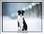 Border collie, Szczeniak, Pies, Czarno-biały, Zima