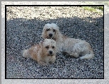 Dandie Dinmont Terrier, kamyki