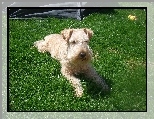 umaszczenie, pszeniczne, Lakeland Terrier