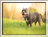 Pies, American Bully