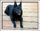 Schipperke, deski