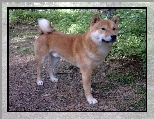 Shiba inu