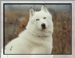 Biay, Siberian, Husky