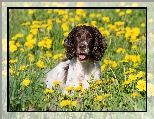 Kwiaty, Springer spaniel angielski, Pies, Łąka, Mniszek