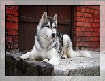 Husky, Stróż, Dom