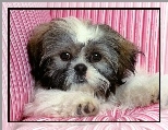 Shih Tzu, Szczeniak